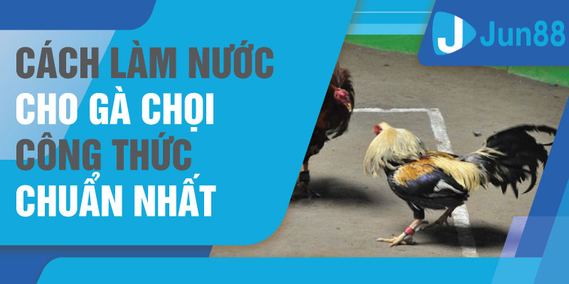 Cách làm nước cho gà chọi công thức chuẩn nhất