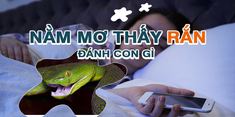 Nằm mơ thấy rắn đánh con gì sẽ dễ trúng lô đề?