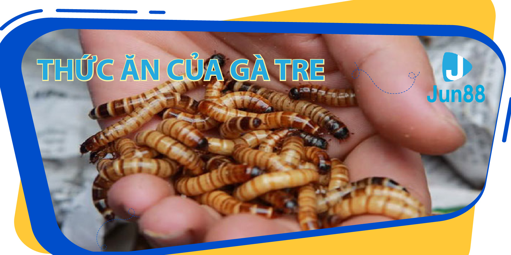 Thức ăn phù hợp với gà tre