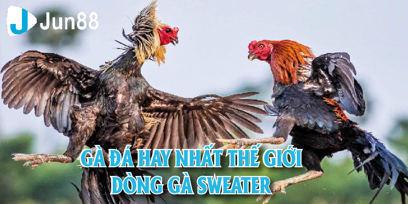 Gà Sweater là một trong những giống gà đá hay nhất thế giới