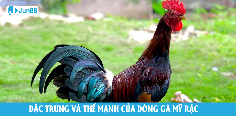 Đặc trưng thế mạnh của dòng gà rặc Mỹ