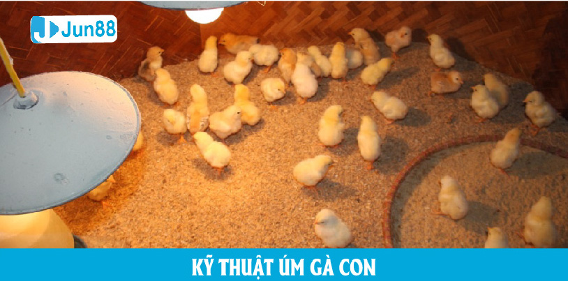 Tìm hiểu kỹ thuật úm gà con