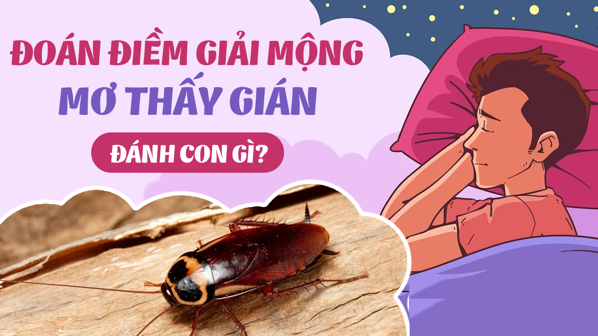 Soi cầu chi tiết con gián số mấy lô đề tăng xác suất vào bờ