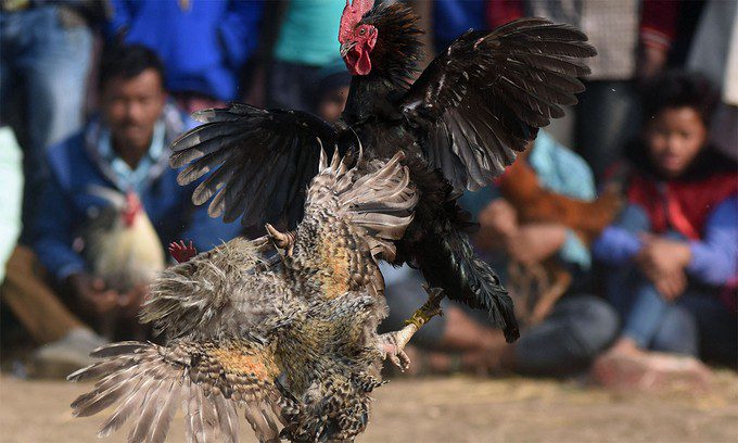 Đá gà trực tiếp 6 7 có những chuyên mục nào nổi bật?